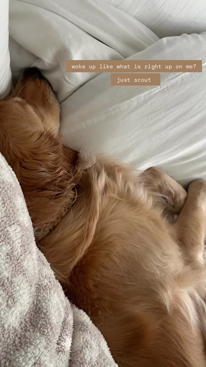// the best blanket + scout approved :) //

#LTKHome #LTKSeasonal