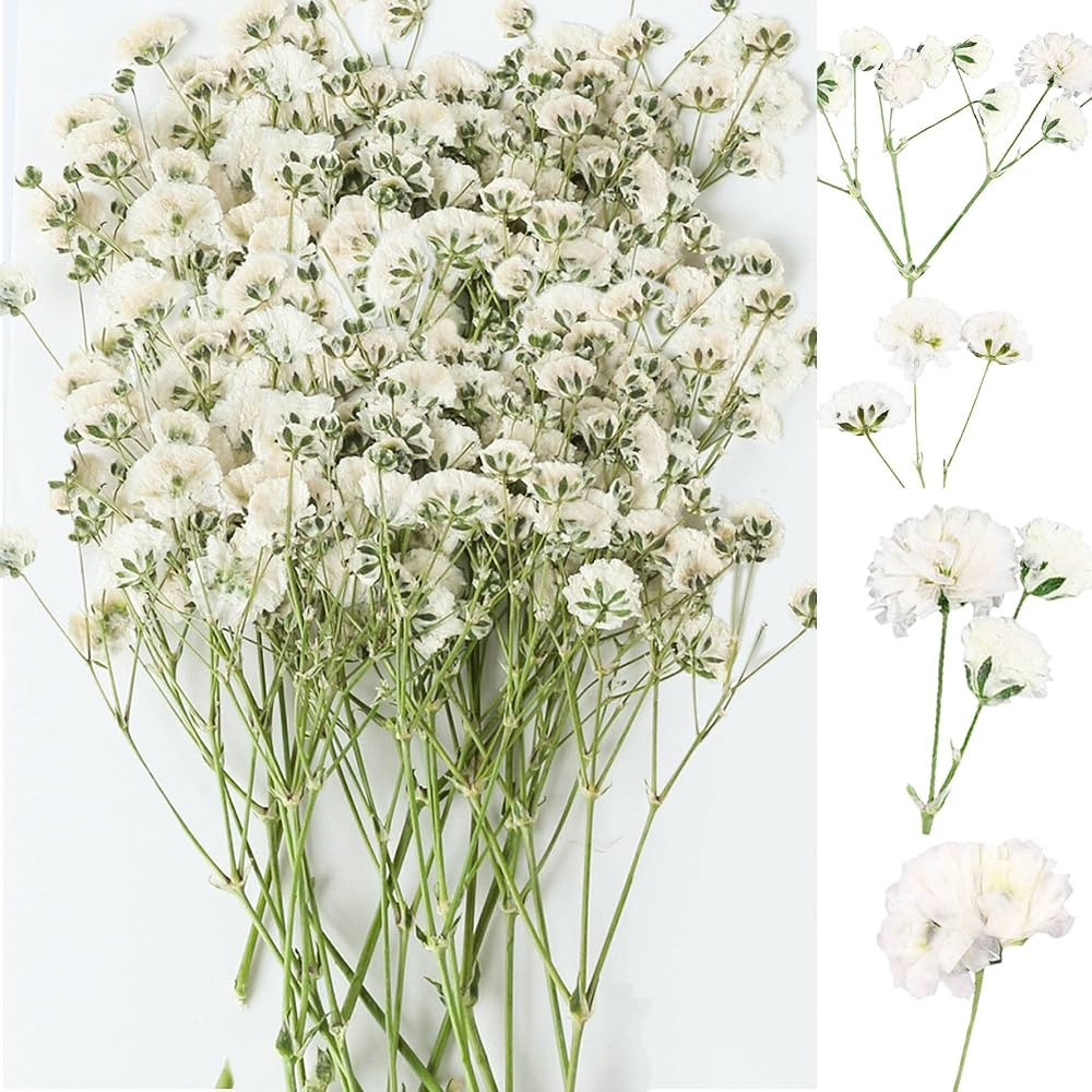 30Pcs Mini Dried Pressed Baby's Breath Flowers Bulk - 100% Natural Flat Real Gypsophila Dried Pre... | Amazon (US)
