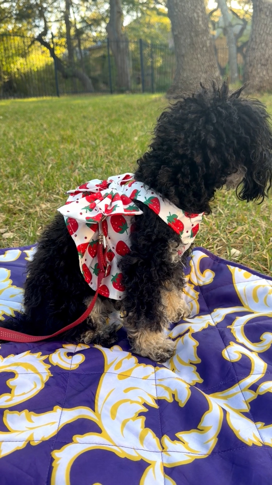 There is something about a tiny sundress that says, “I don’t bark at delivery drivers, I negotiate with them.” If your dog is currently outdressing you, you’re doing it right.
I’m obsessed with seeing how everyone is styling their pups for the season! Tag @atxsmalldogs in your spring lookslet’s show them how the most stylish community in Austin does luxury in a size XS. ✨
Which look are we feeling for the weekend: floral prints or classic eyelet? Let me know below! 👇
#atxsmalldogs #dogfashion #springstyle

#LTKstorytime #LTKBaby #LTKdayinmylife