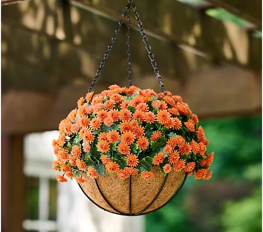 Wicker Park 14" Harvest Faux Mum Hanging Basket - QVC.com | QVC