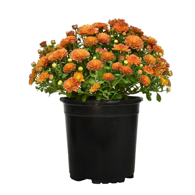 Expert Gardener 18" Bronze Chrysanthemums Live Plant Grower Pot | Walmart (US)