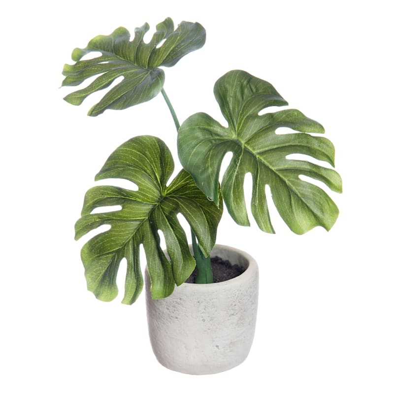 Philodendron Plant with White Cement Planter, 9"








	
		
		
			
				4.9
			
			
				(
				21... | At Home