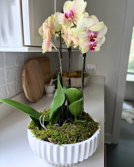 This pretty planter from Walmart is back in stock! Also comes in green 👏🏼

Walmart, Walmart home, Planter, faux plant, faux florals, Spanish moss, seasonal flowers, seasonal decor, spring florals, Modern home decor, traditional home decor, budget friendly home decor, Interior design, look for less, designer inspired, Amazon, Amazon home, Amazon must haves, Amazon finds, amazon favorites, Amazon home decor #amazon #amazonhome



#LTKSeasonal #LTKfindsunder50 #LTKhome