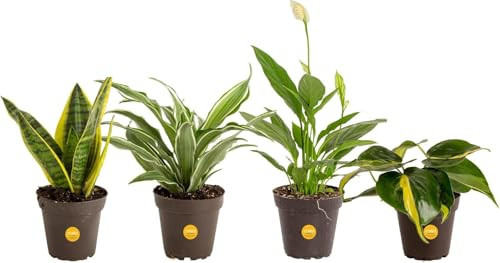 Costa Farms Live Indoor House Plants (4-Pack), Hand Selected Easy to Maintain Indoor Assorted Houseplants, Curated Air Purifying Mix, Low Light, Home Office Decor Plant Gift | Amazon (US)