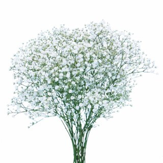 Bloom Haus™ Gypsophila Baby's Breath Fresh Flowers Bunch | Kroger