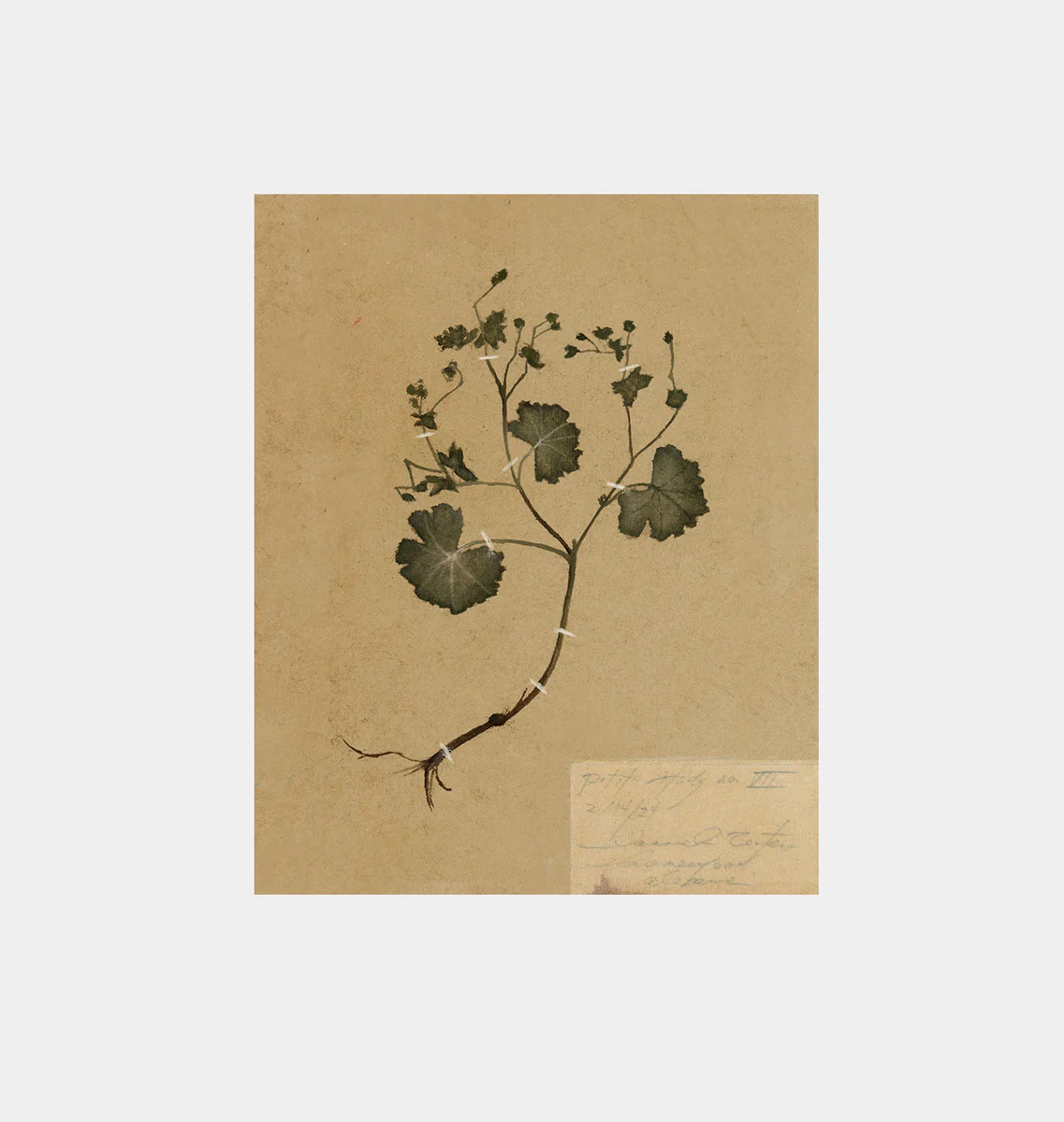 Petite Study No. II Unframed Print | Amber Interiors