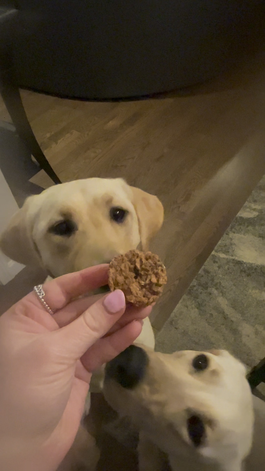 Do you need a dog treat suggestion? These ones are great only one ingredient! I like to give my girls healthy options. 

#LTKVideo #LTKhome #LTKfamily