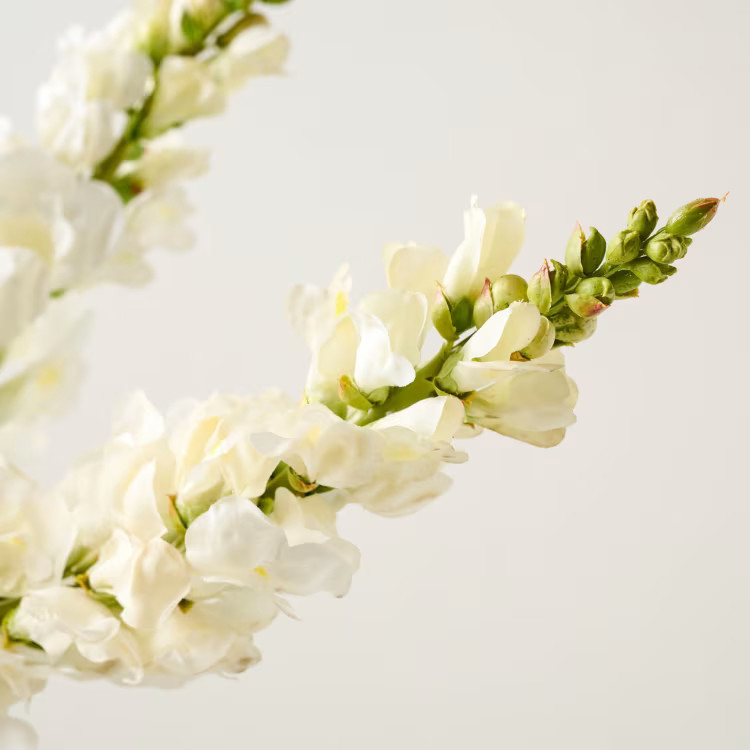 Snapdragon Stem | Magnolia