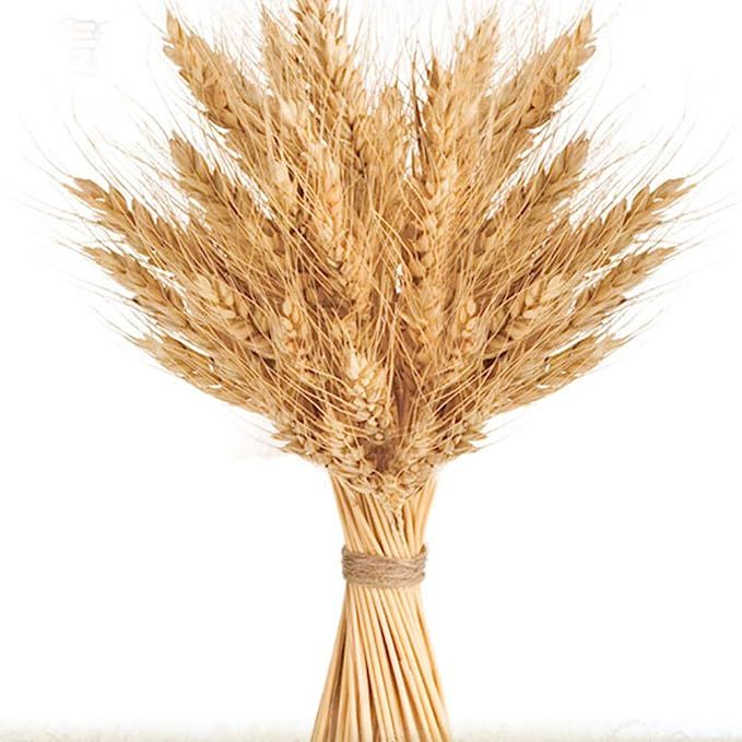 100 Stems Golden Dried Wheat Sheaves, Dried Wheat Sheaves, Golden Dried Natural Wheat, Bundle Pre... | Amazon (US)