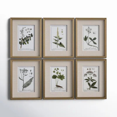 Botanical Study' - 6 Piece Picture Frame Graphic Art Print Set on Paper | Birch Lane
