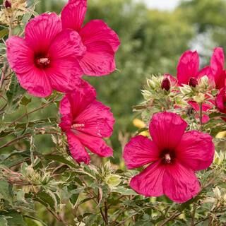 Spring Hill Nurseries Summer Carnival Hardy Hibiscus, Live Bareroot Perennial Plant, Red Flowers ... | The Home Depot