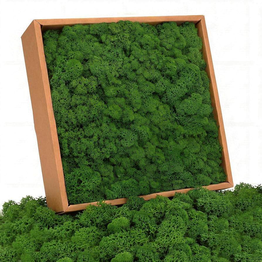 Preserved Reindeer Moss, Dark Green, 1.1 lb Real Moss for Crafts and Decor | Amazon (US)