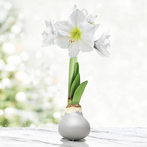 Silver Base Waxed Amaryllis White Intokazi Flower Bulb with Stand, No Water Needed | Amazon (US)