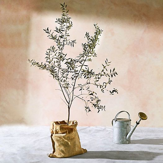 Arbequina Olive Tree, 5 Feet | Terrain
