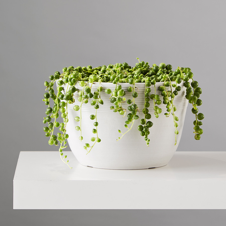 String of Pearls Succulent Plant | plants.com