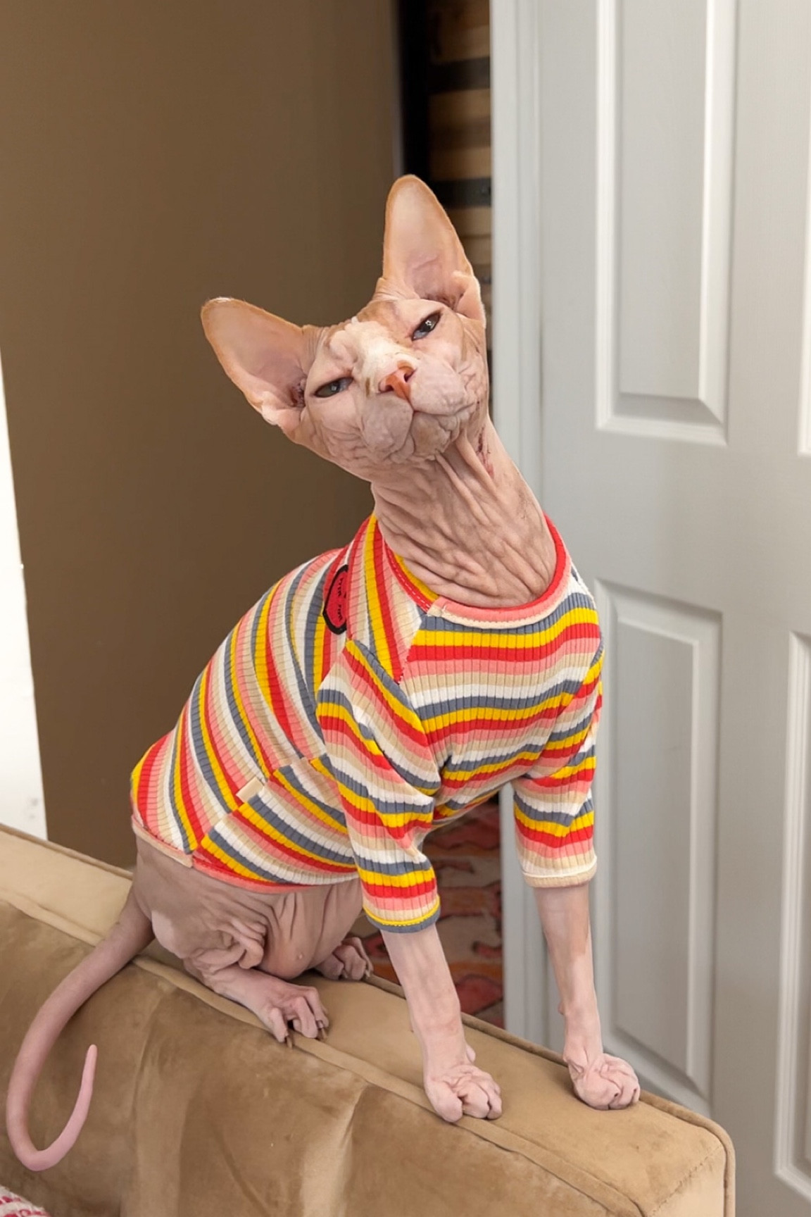 The cutest rainbow striped shirt made for hairless cats from Amazon! Roswell is wearing an XL 
#pets #cats 

#LTKunder50 #LTKfamily
