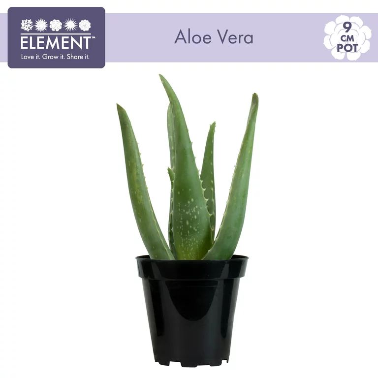 Element by Altman Plants Aloe Vera Succulent , Live Indoor House Plant with Grower Pot, 3.5 Inch | Walmart (US)