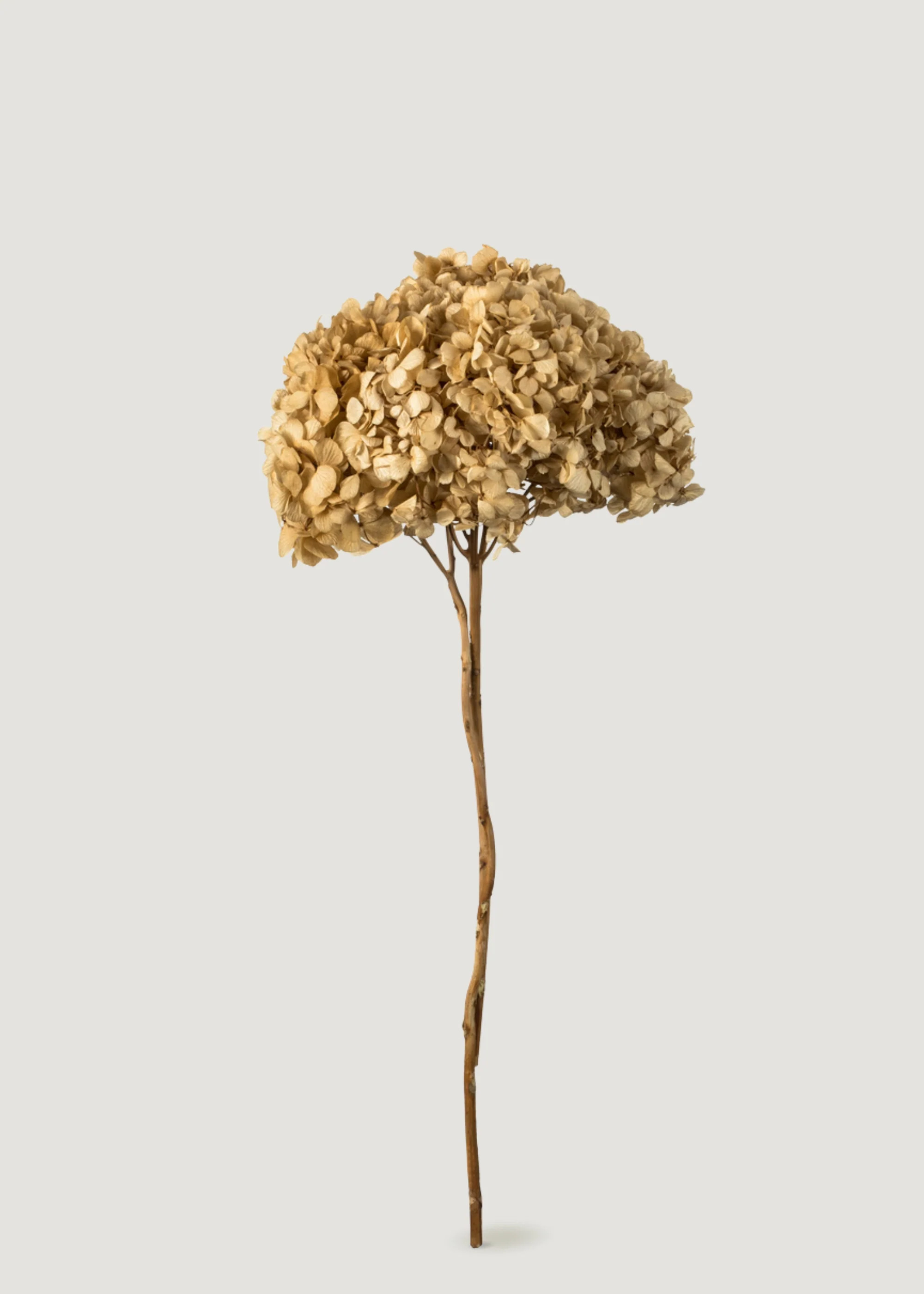 Natural Beige Dried Hydrangea Flower Stem | Afloral