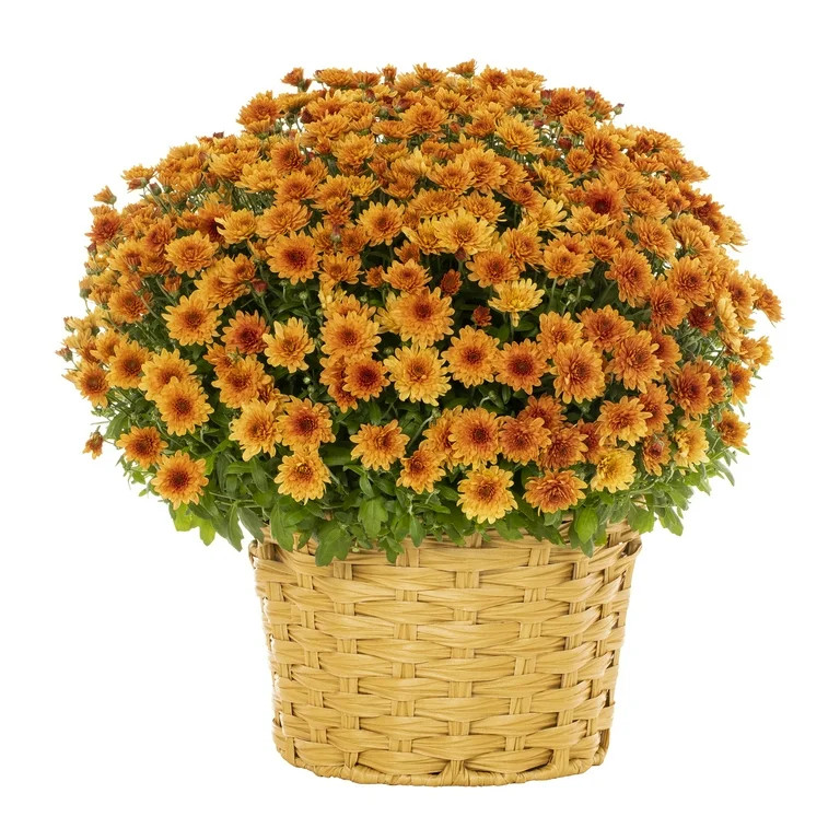 Better Homes & Gardens 2.5G Orange Mum Live Plant in Bushel Basket | Walmart (US)