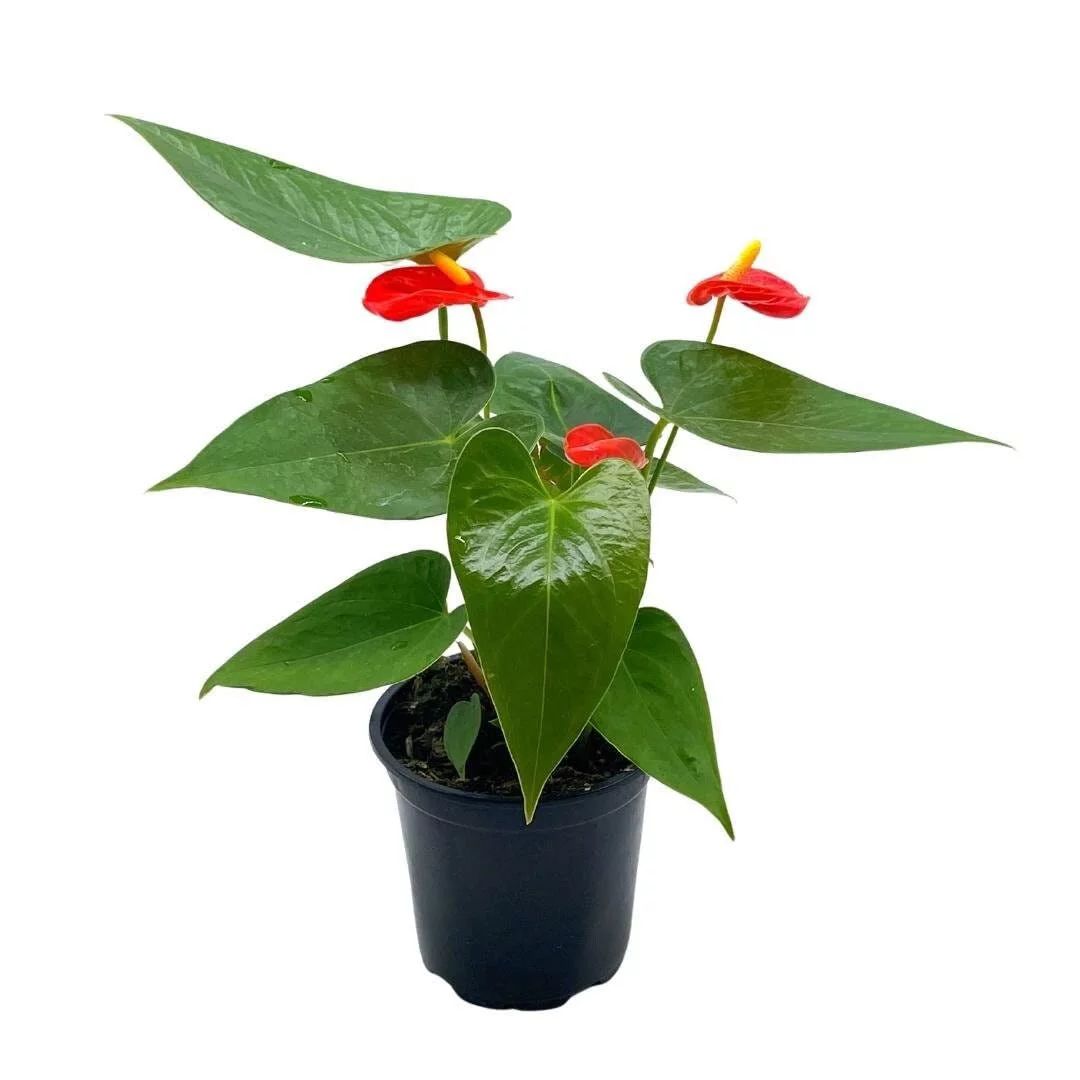 Anthurium Red, Flamingo Lily, andraeanum Linden ex Andre Painter's Palette in 4 inch Pot, Very Fu... | Walmart (US)