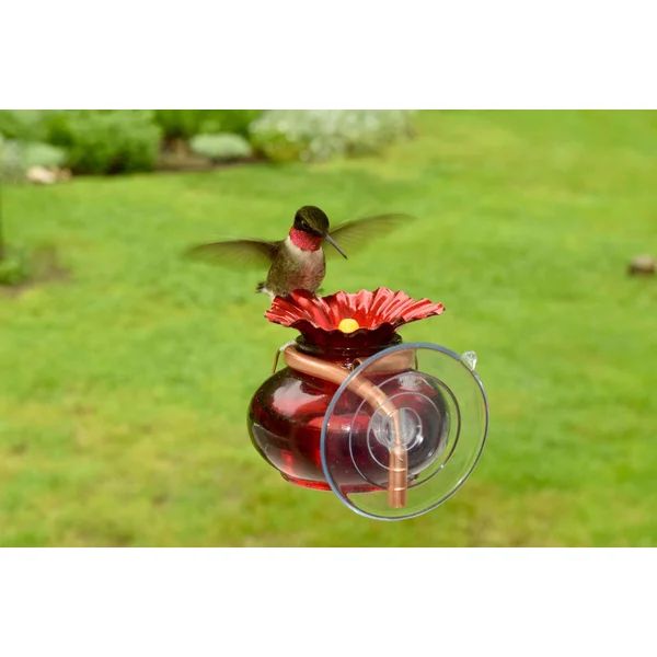 Glass Window Hummingbird Feeder | Wayfair North America