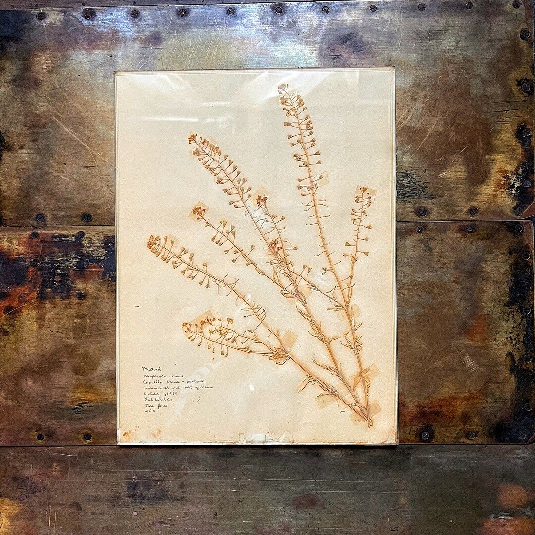 Vintage Herbarium 1960s Botanical Specimen Mounted Under - Etsy | Etsy (US)