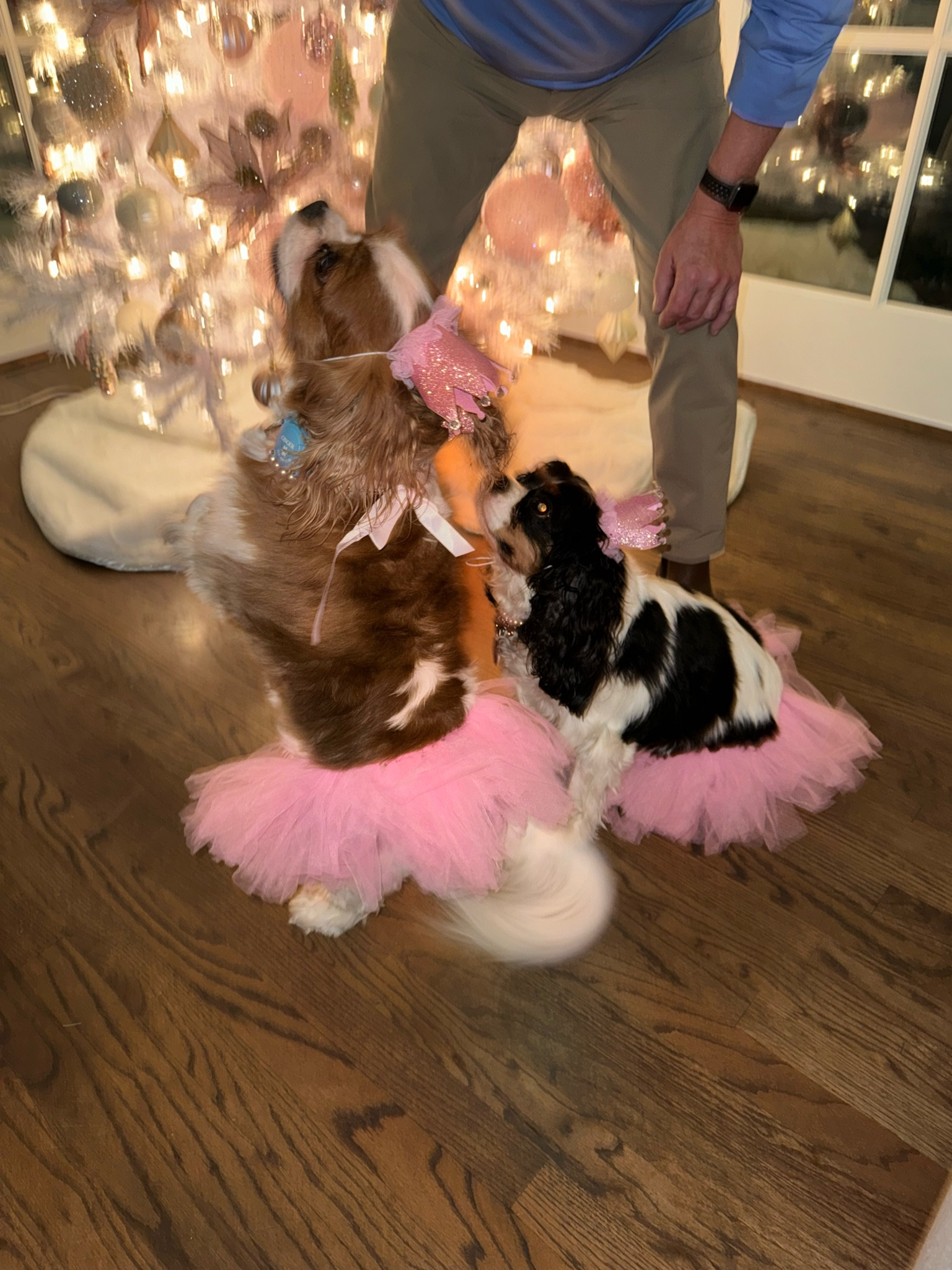 Happy 4th birthday Ginger and pepper 