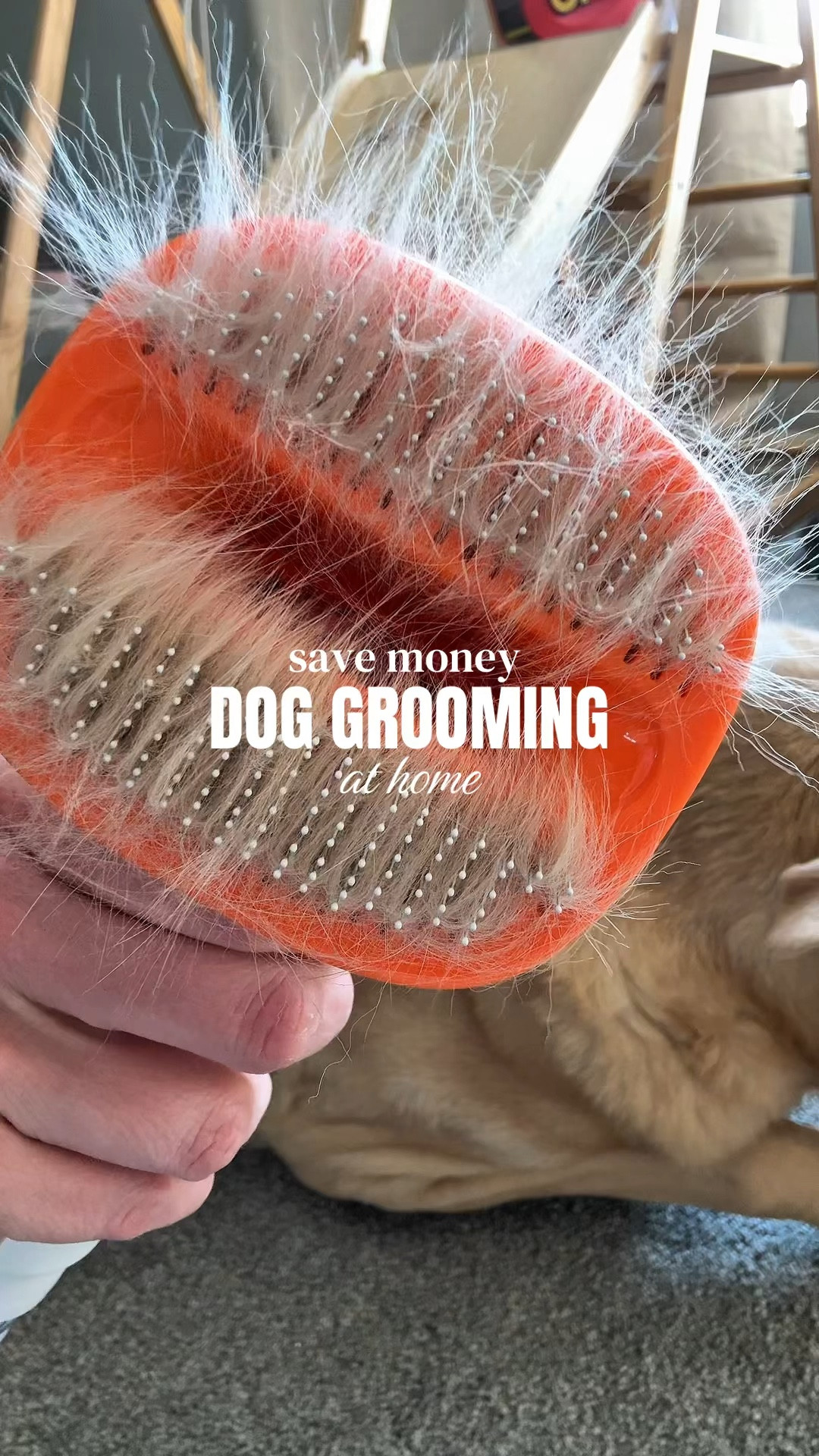 Dog Grooming At Home | Dog Hair Deshedding Vacuum | Dog Vacuum 

#LTKHome