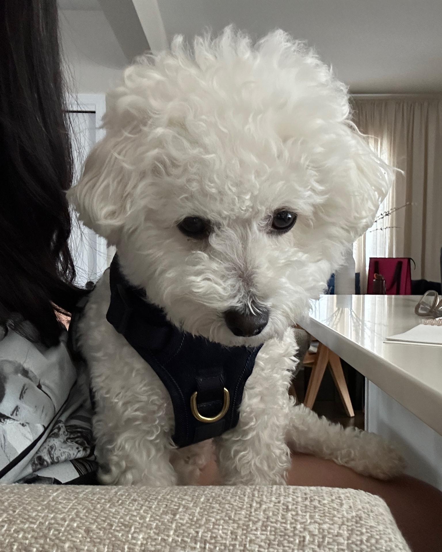 Wade’s Harness

#LTKhome #LTKGiftGuide