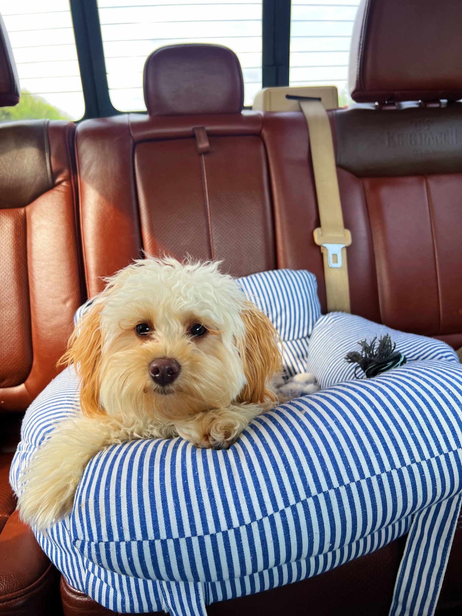Bailey’s must haves! 🐾

#LTKPets #LTKTravel