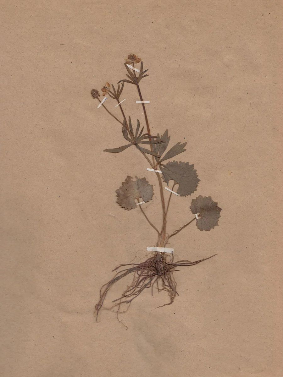 Sepia Botanical | Collection Prints