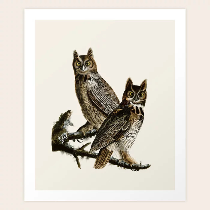 Great Horned Owl - Vintage Bird lllustration Art Print | Society6