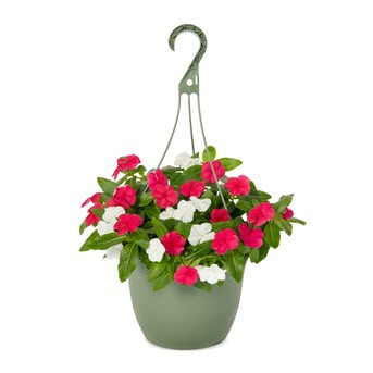 Lowe's Multicolor Vinca in 1.5-Gallon Hanging Basket | Lowe's