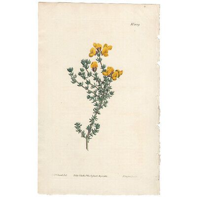 Curtis Botanical Magazine antique 1810 hand-colored engraving Pl 1289 Aspalathus  | eBay | eBay US