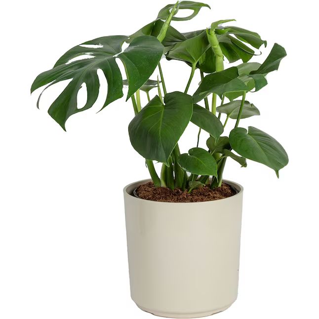 Costa Farms Monstera House Plant in 24-in Planter | Lowe's