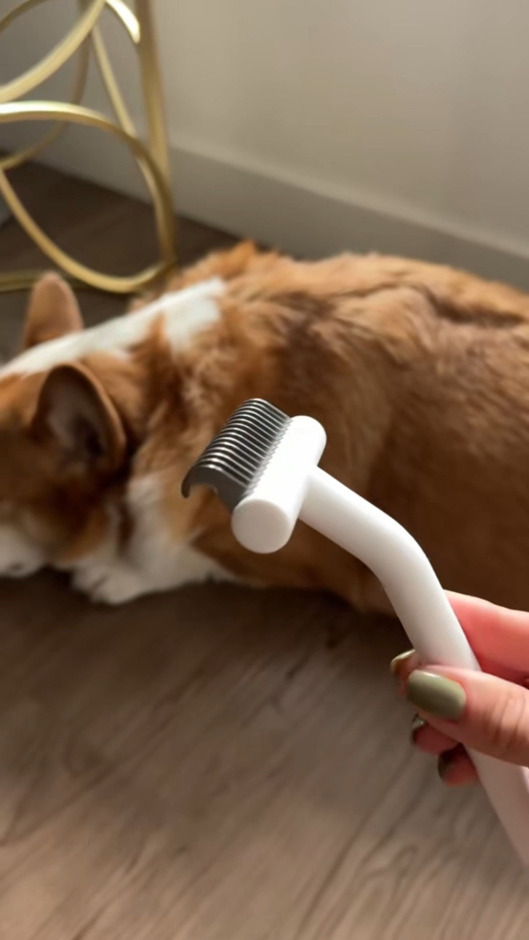 Best brush for dogs 

#LTKHome #LTKPets