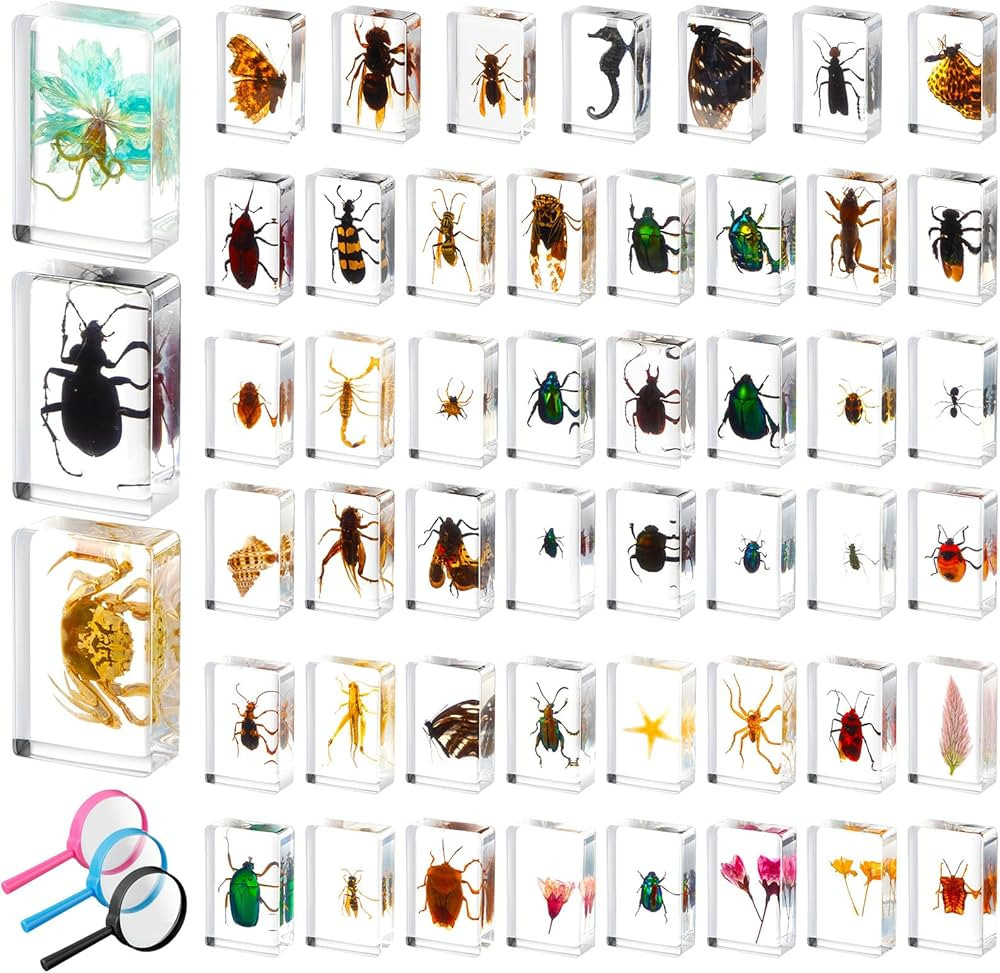 50 Pcs Insect in Resin Specimen Various Bugs Collection Paperweights Bug Kit Preserved in Resin w... | Amazon (US)