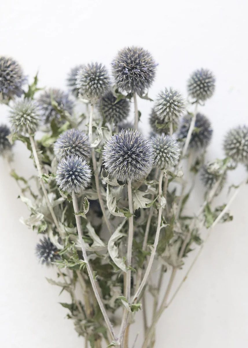 Blue Dried Echinops Globe Thistles - 16-22 | Afloral (US)