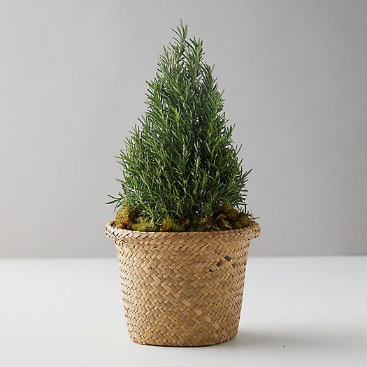 Rosemary Cone Medium Topiary, Basket Pot | Terrain