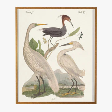 Framed Egrets Bookplate Print | Dear Keaton