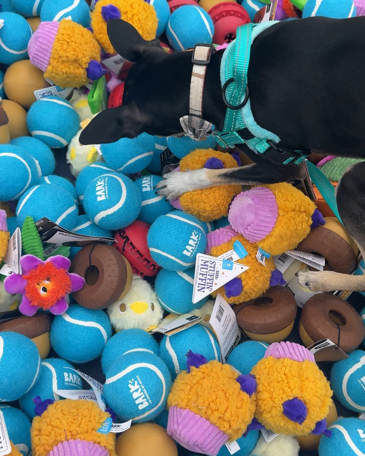 Fig runs through toys like you wouldn’t believe, so finding durable, cute, fun toys like Bark makes just makes sense! #Ad #BarkPartner 

#LTKFindsUnder50 #LTKPets #LTKHome