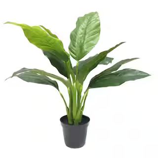 24" Spathiphyllum in Black Pot by Ashland® | Michaels Stores