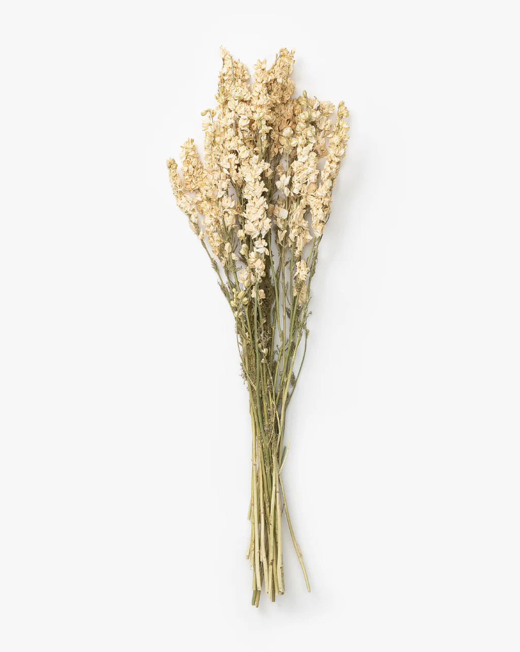 Dried Delphinium | McGee & Co.