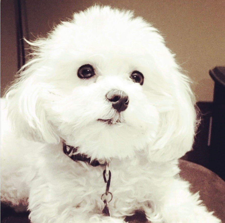 Some of our fluffer-nutters favorite things 🐶

#LTKselfcare #LTKSaleAlert #LTKdayinmylife