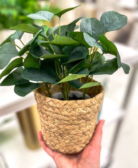 Great $5 planters for those $5-$10 Threshold artificial plants that have a white base. They fit them perfectly.




Target home decor, small planter, eucalyptus plant 

#LTKfindsunder50 #LTKSeasonal #LTKhome