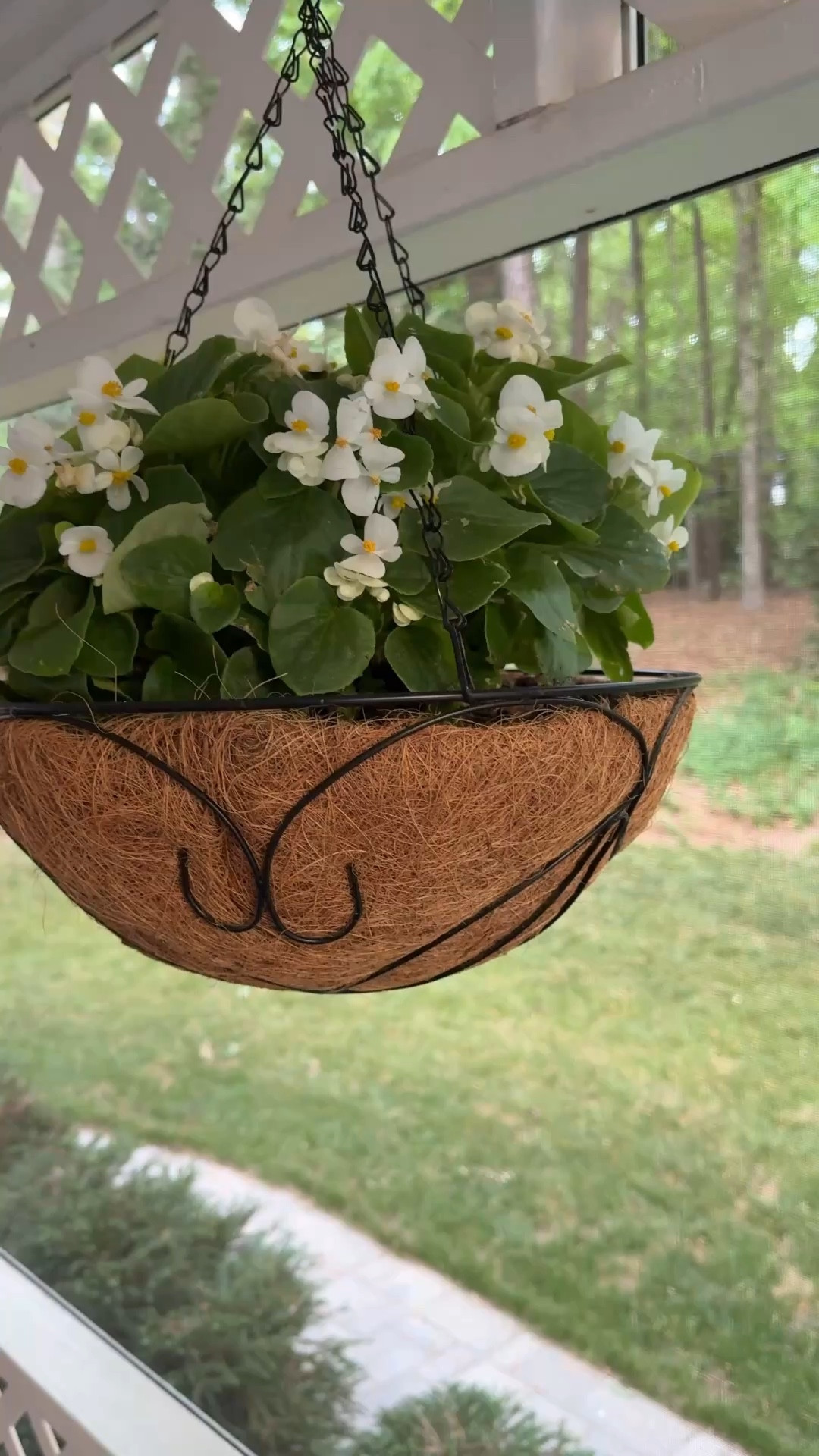 I love a fern moment on a screened porch, but begonias are easier and have some color to them! All are linked below (even the flowers).

#LTKHome
