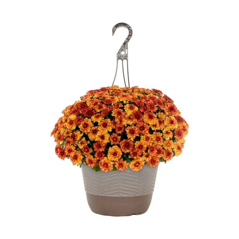 Better Homes & Gardens | Walmart (US)