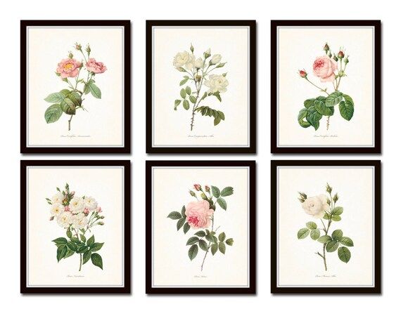 Redoute Roses Print Set No. 5 Botanical Print Giclee Art | Etsy | Etsy (US)