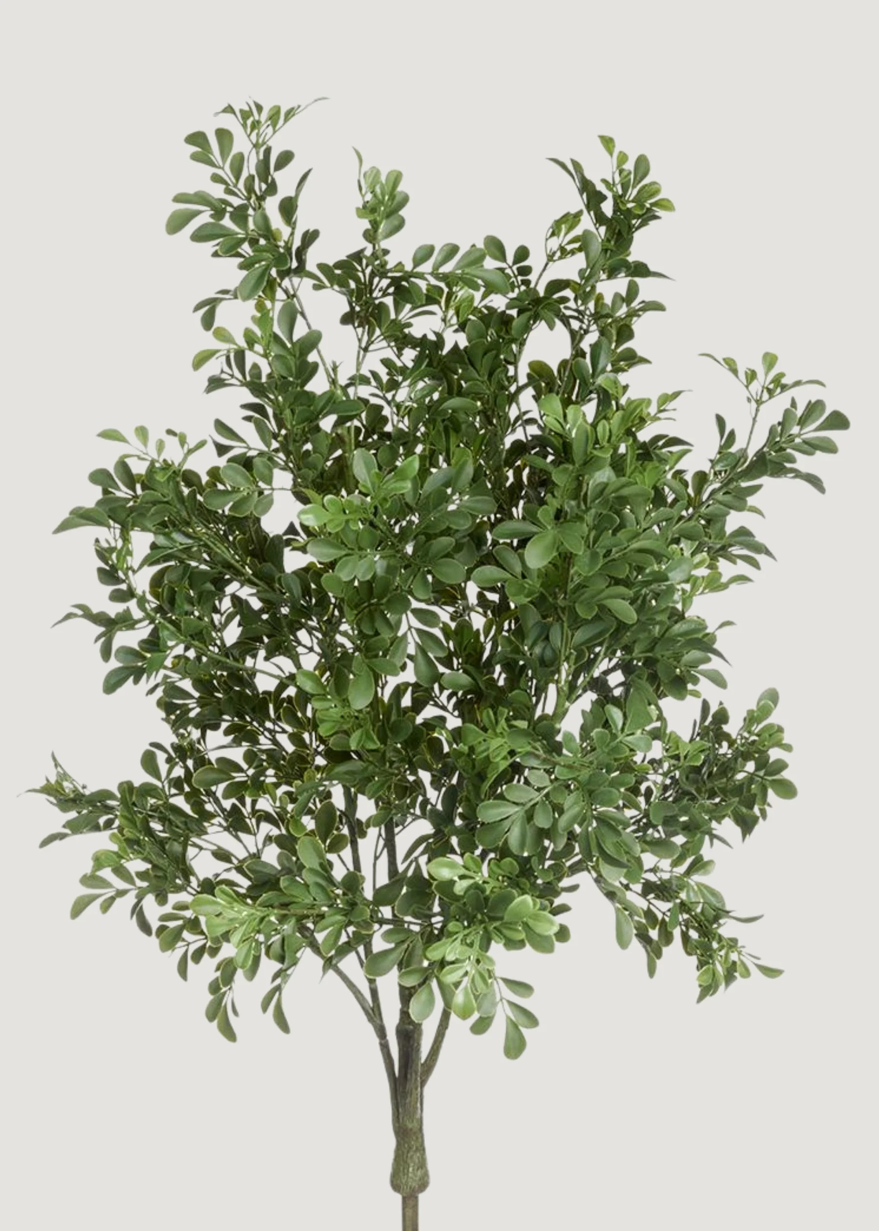 UV Treated Fake Boxwood Plant | Artificial Outdoor Plants | Afloral | Afloral