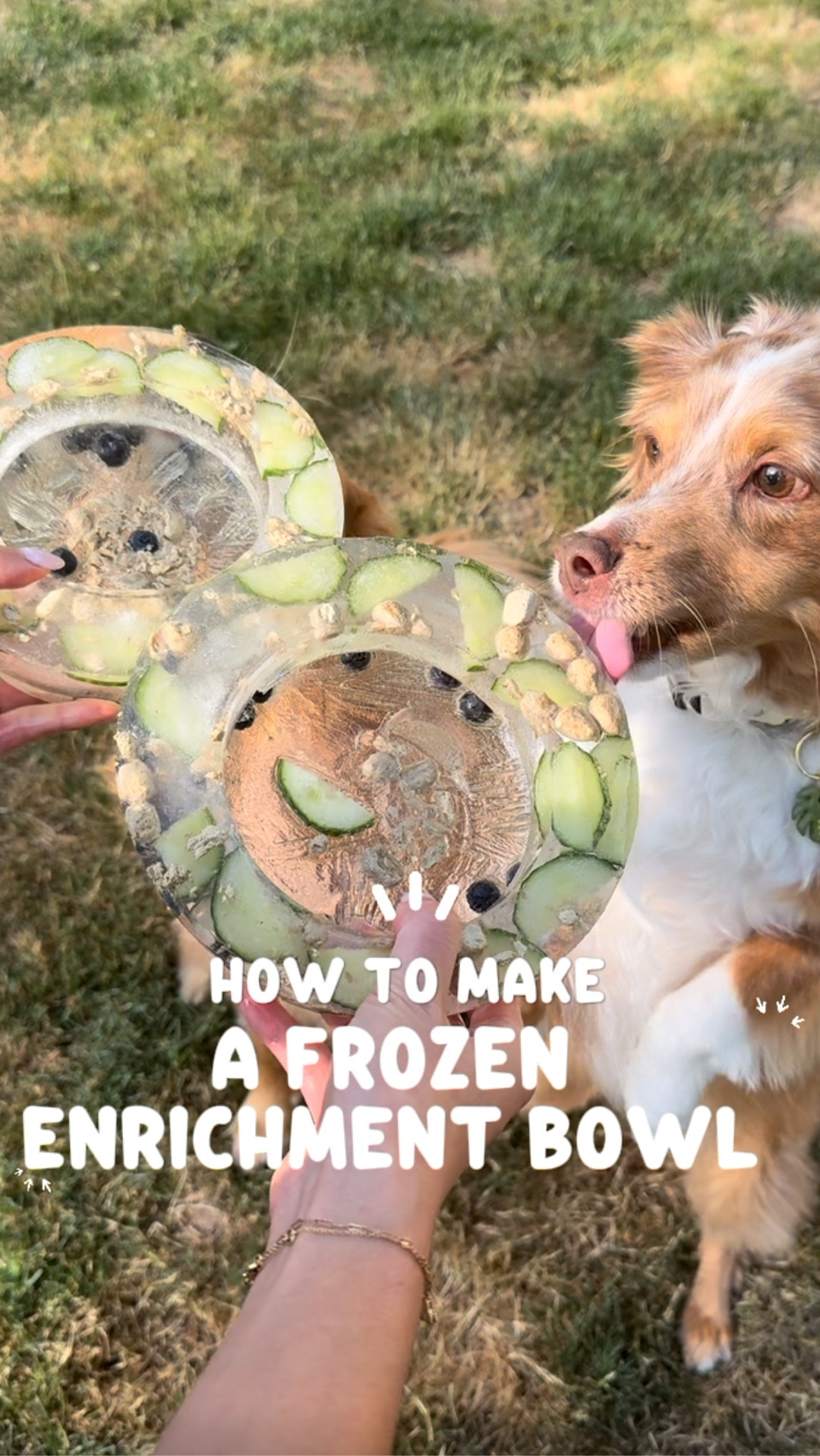 THE PERFECT SUMMER TREAT! ☀️

This frozen enrichment bowl is perfect for entertaining your dog outdoors while keeping them cool and hydrated! 

What you’ll need:
- A large bowl 
- A smaller (ideally heavier) bowl that will fit inside the large bowl
- Dog friendly fruits and/or veggies 
- Treats (I’m using @openfarmpet Freeze Dried treats that are super easy to crush and sprinkle. Use code AYCEARIA15 for a discount!) 
- Water

Steps:
1. Throw in some veggies and treats into the bottom of the large bowl 
2. Place the small bowl inside the center of the large bowl and fill with water. This will keep the small bowl from floating.
3. Fill the larger bowl with water.
4. Throw in more veggies and treats into the edges of the larger bowl.
5. Freeze overnight.
6. Carefully remove the small bowl and large bowl. You’ll be left with a perfect frozen bowl in the middle! 
7. Give to your dog to enjoy outside. 
8. You do not need to fill with water. The ice will slowly melt as they lick allowing them to stay hydrated & cool! Listen to their AMSR licks and crunches! 🙃



#dogenrichment #dogsummer #summertreats #dogtreats